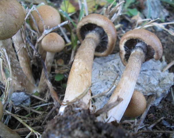 Ritrovamento in giardino